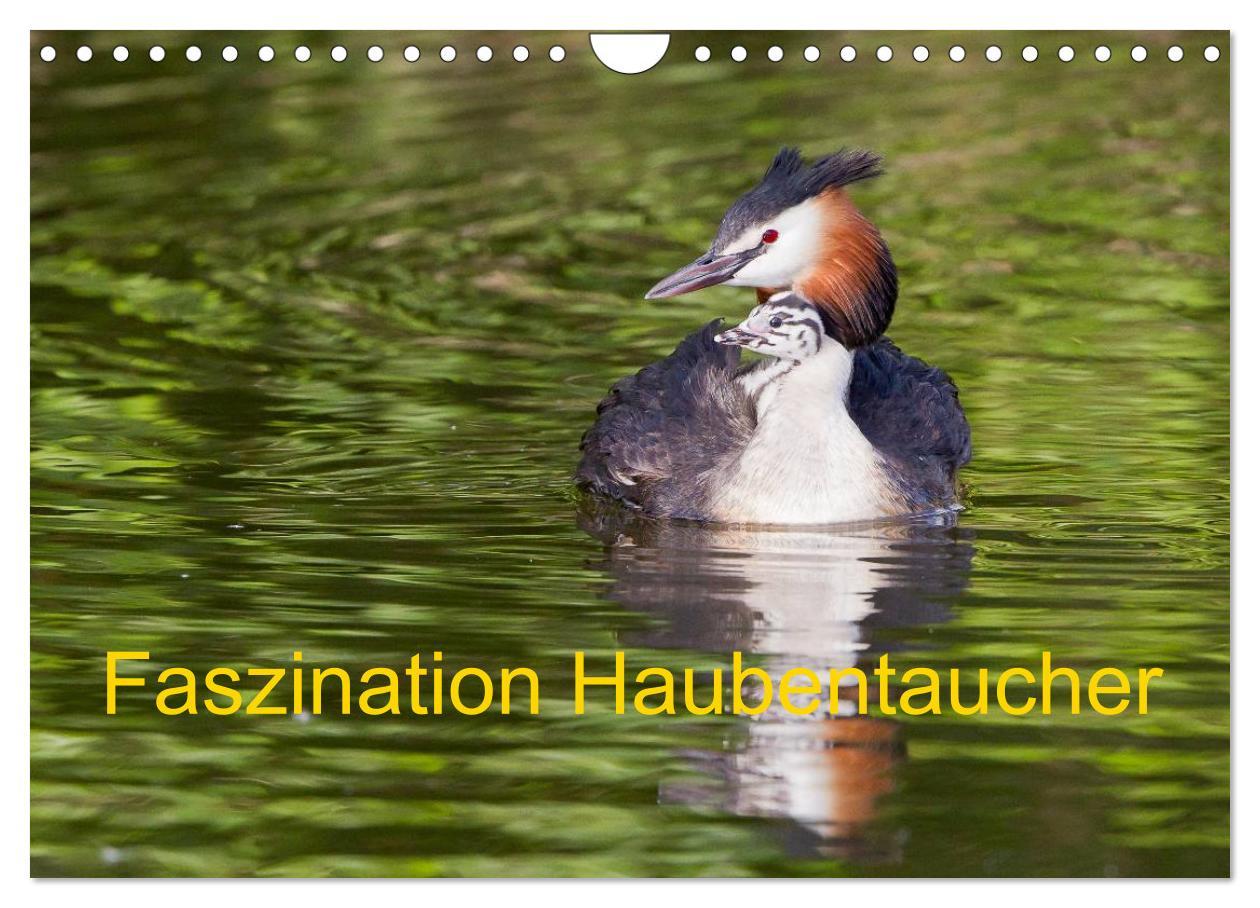 Cover: 9783435472505 | Faszination Haubentaucher (Wandkalender 2025 DIN A4 quer), CALVENDO...