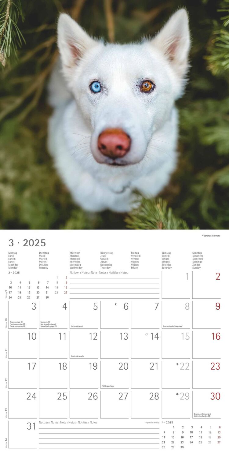 Bild: 4251732340650 | Hunde 2025 - Broschürenkalender 30x30 cm (30x60 geöffnet) -...