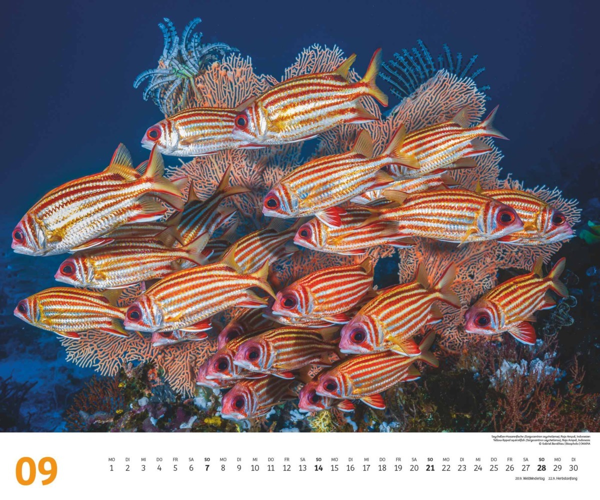 Bild: 4250809653983 | DUMONT - Fischschwärme 2025 Fotokunst-Kalender, 60x50cm,...