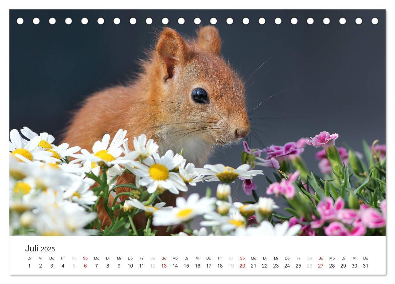 Bild: 9783435545780 | Eichhörnchen Kinder (Tischkalender 2025 DIN A5 quer), CALVENDO...