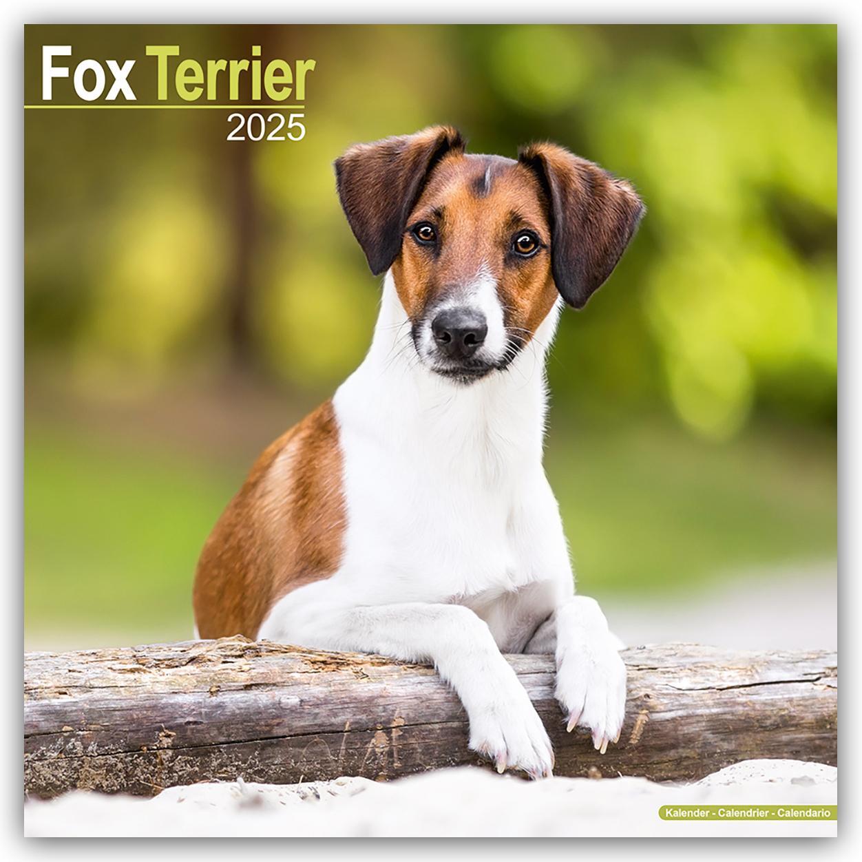 Cover: 9781804603444 | Fox Terrier - Foxterrier 2025 - 16-Monatskalender | Ltd | Kalender