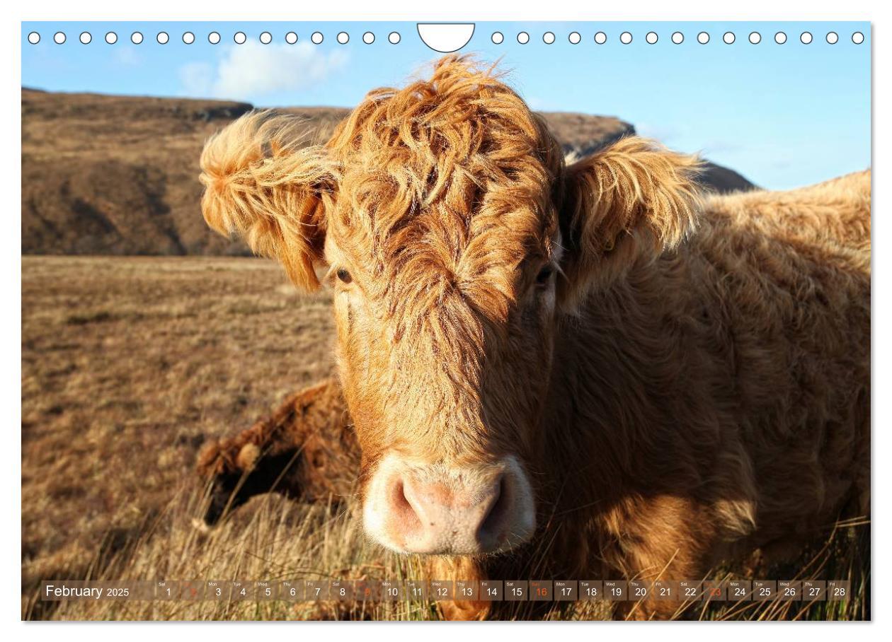 Bild: 9781325994274 | Highland Cattle - Native Breed of Scotland (Wall Calendar 2025 DIN...