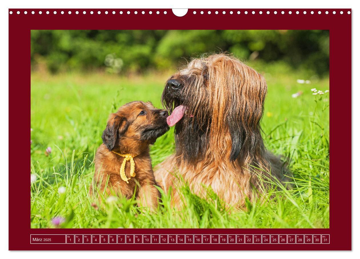 Bild: 9783457153079 | Herz auf vier Pfoten - Briard (Wandkalender 2025 DIN A3 quer),...