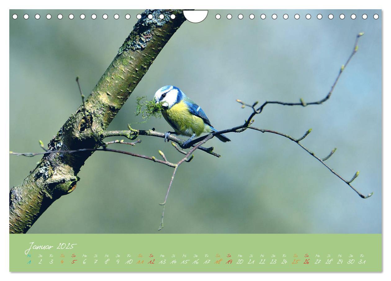 Bild: 9783435260041 | Die Blaumeise, Gast in unserem Garten (Wandkalender 2025 DIN A4...