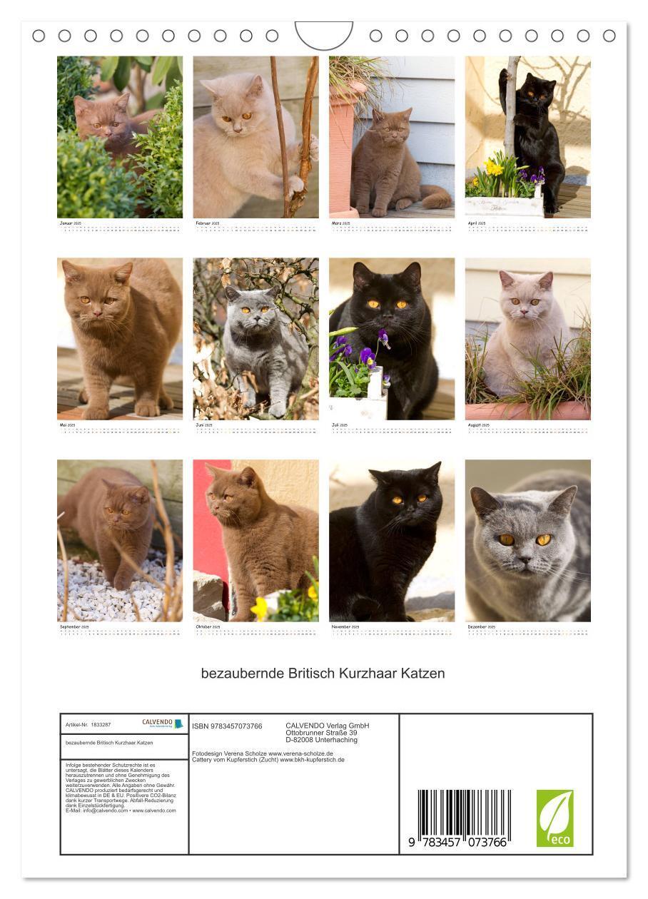 Bild: 9783457073766 | bezaubernde Britisch Kurzhaar Katzen (Wandkalender 2025 DIN A4...