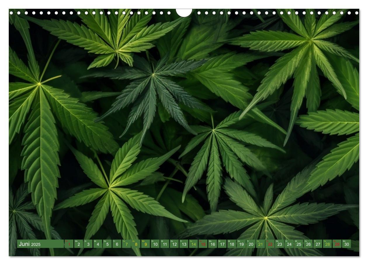 Bild: 9783435696123 | Faszination Cannabis (Wandkalender 2025 DIN A3 quer), CALVENDO...