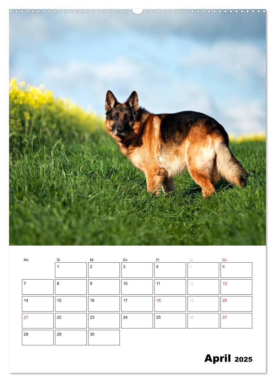 Bild: 9783457025895 | Deutsche Schäferhunde - Seelentröster auf vier Pfoten (Wandkalender...