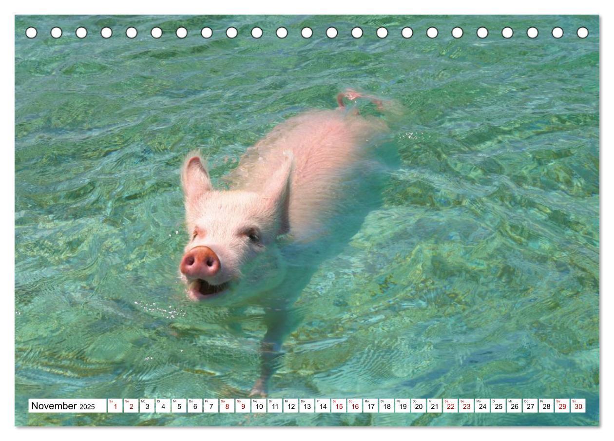 Bild: 9783435420278 | Schweine im Dauerurlaub auf den Bahamas! (Tischkalender 2025 DIN A5...