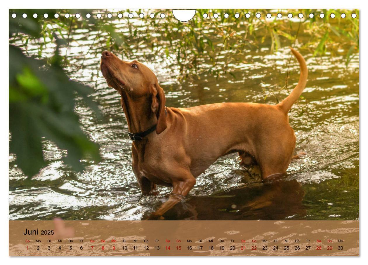 Bild: 9783435307920 | Magyar Vizsla - Ungarischer Vorstehhund (Wandkalender 2025 DIN A4...