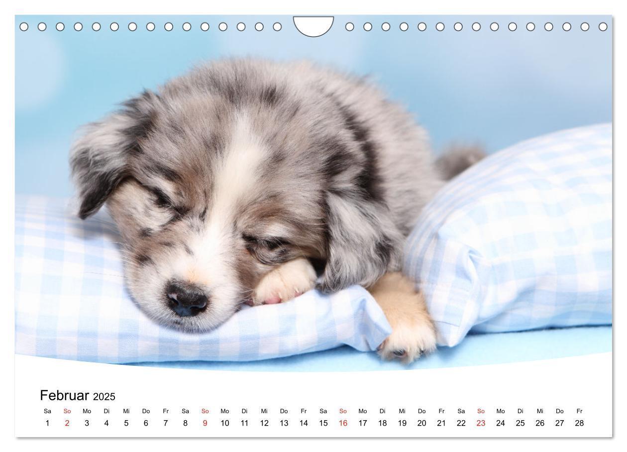 Bild: 9783435160716 | Süße Träume 2025 - schlafende Hundewelpen (Wandkalender 2025 DIN A4...