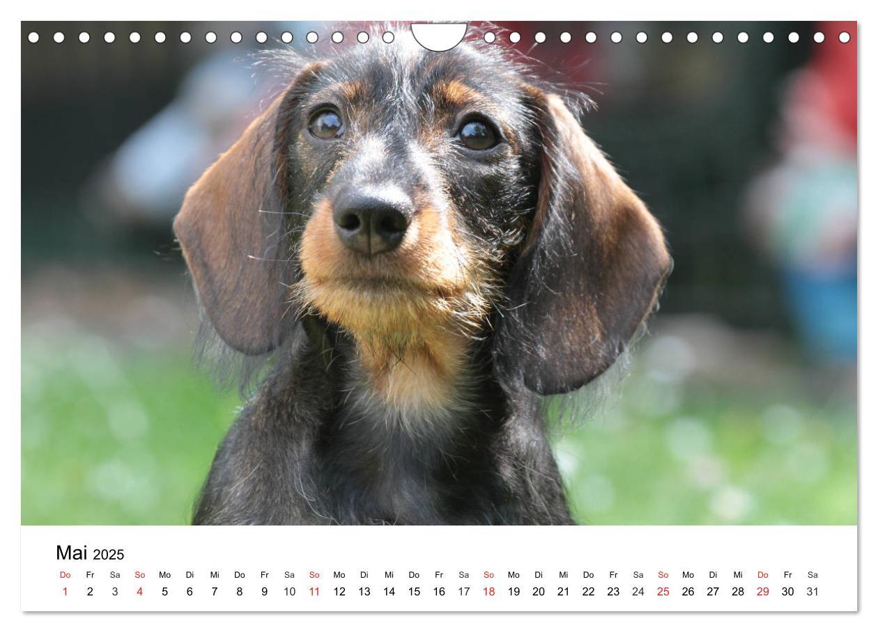 Bild: 9783435173419 | Ein Dackelkind blickt zurück (Wandkalender 2025 DIN A4 quer),...