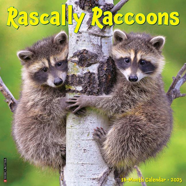 Cover: 9781549244643 | Rascally Raccoons 2025 12 X 12 Wall Calendar | Willow Creek Press