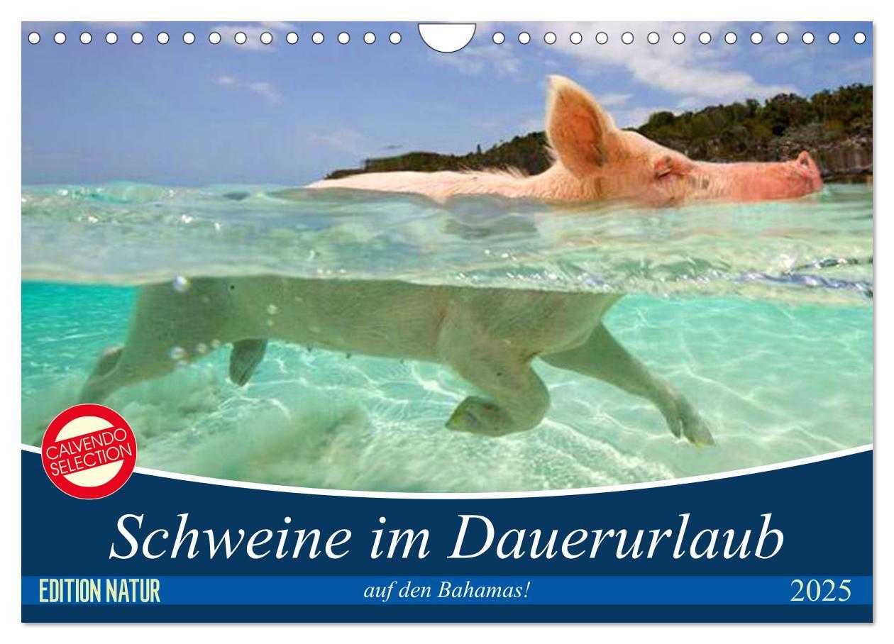 Cover: 9783435421459 | Schweine im Dauerurlaub auf den Bahamas! (Wandkalender 2025 DIN A4...