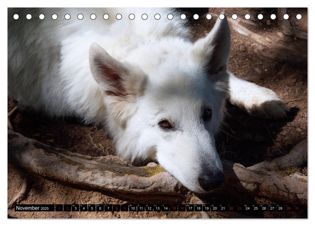 Bild: 9783435414574 | Weiße Schäferhunde in schönen Landschaften (Tischkalender 2025 DIN...