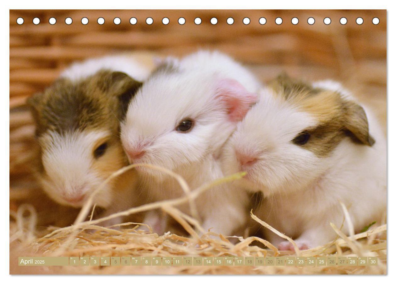 Bild: 9783435066780 | BABY Meerschweinchen Traumhaft süß (Tischkalender 2025 DIN A5...