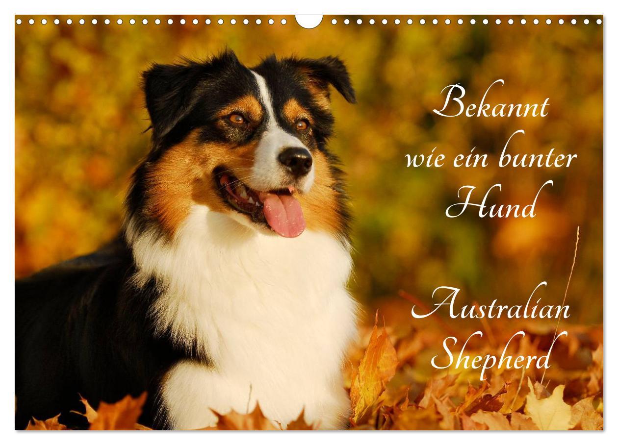 Cover: 9783435571130 | Bekannt wie ein bunter Hund. Australian Shepherd (Wandkalender 2025...