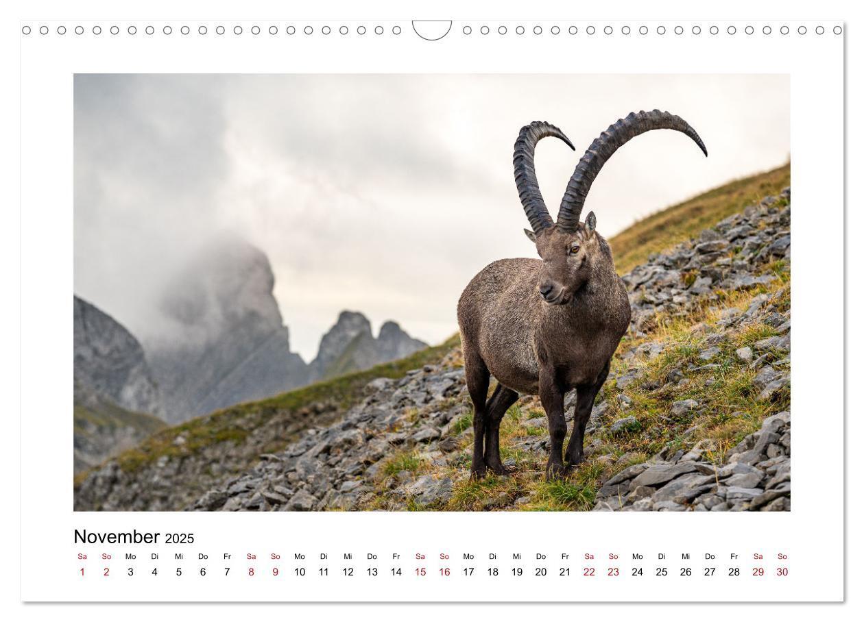 Bild: 9783383907029 | Steinböcke - Die Könige der Alpen (Wandkalender 2025 DIN A3 quer),...