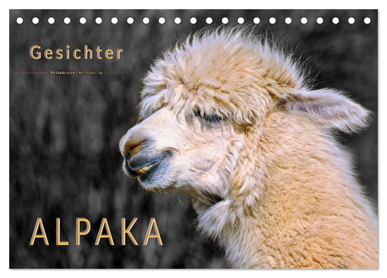 Cover: 9783435363421 | Alpaka Gesichter (Tischkalender 2025 DIN A5 quer), CALVENDO...