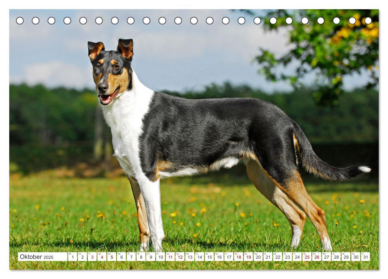 Bild: 9783457153239 | Ein Freund fürs Leben - Smooth Collie (Tischkalender 2025 DIN A5...