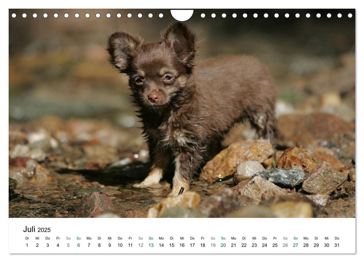 Bild: 9783435772810 | Chihuahuas - kleine Herzensbrecher (Wandkalender 2025 DIN A4 quer),...