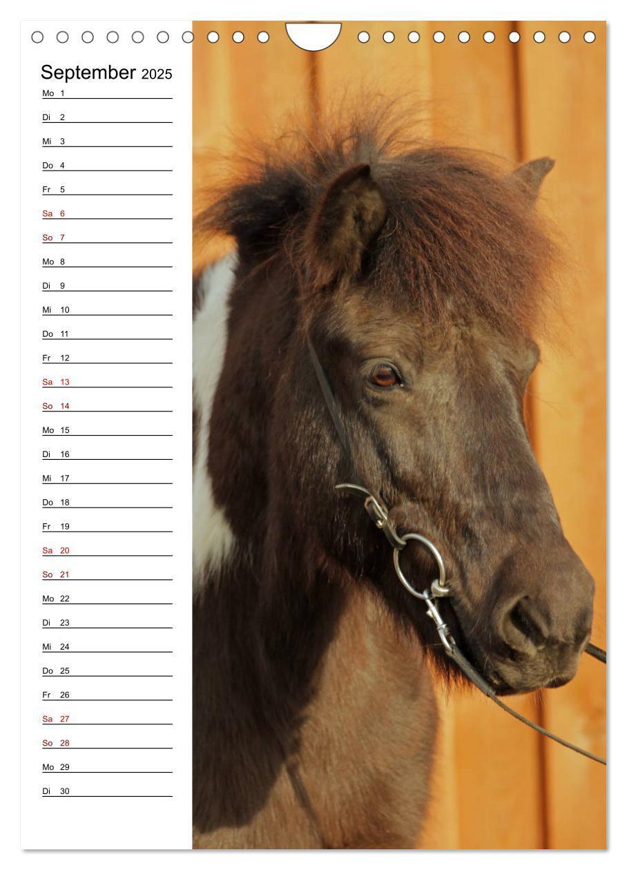 Bild: 9783435974733 | Isländer im Portrait (Wandkalender 2025 DIN A4 hoch), CALVENDO...