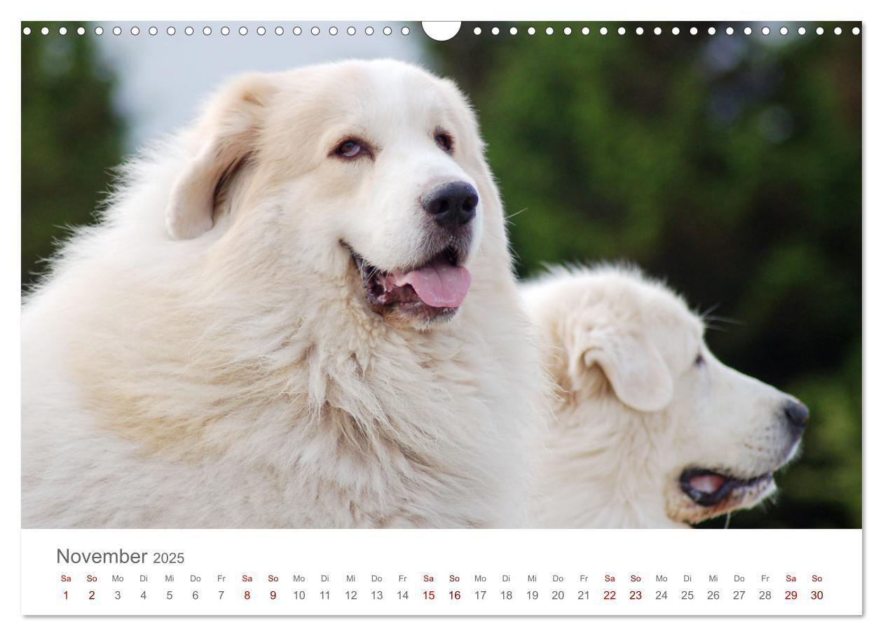 Bild: 9783435054695 | Pyrenäenberghunde (Wandkalender 2025 DIN A3 quer), CALVENDO...