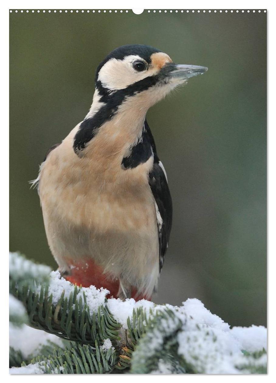 Bild: 9783457019573 | Vögel im heimischen Garten (hochwertiger Premium Wandkalender 2025...