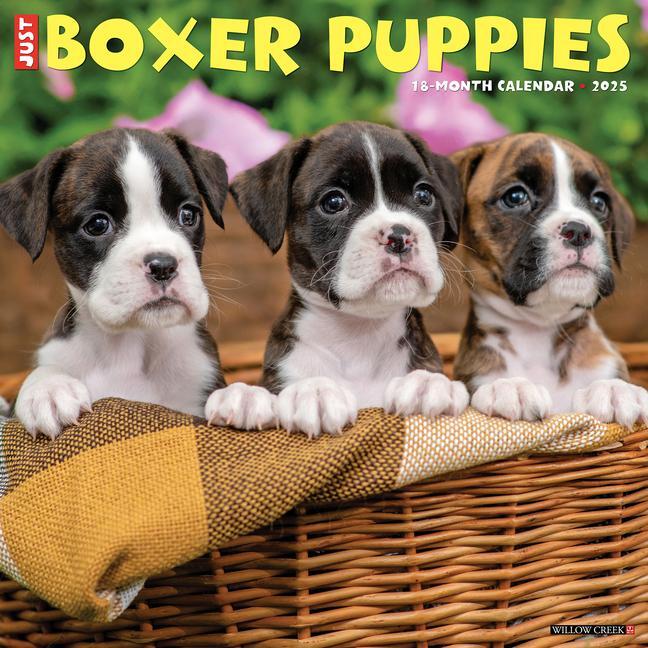 Cover: 9781549241932 | Just Boxer Puppies 2025 12 X 12 Wall Calendar | Willow Creek Press