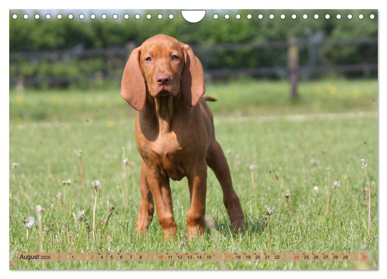 Bild: 9783435794867 | Magyar Vizsla - Vielseitiger Jagdhund mit Familienanschluss...