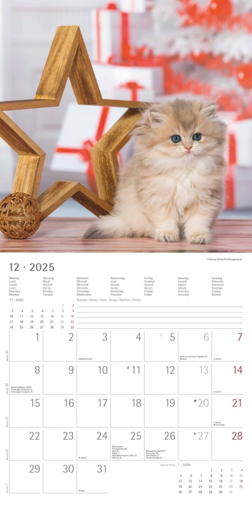 Bild: 4251732340681 | Katzenbabys 2025 - Broschürenkalender 30x30 cm (30x60 geöffnet) -...