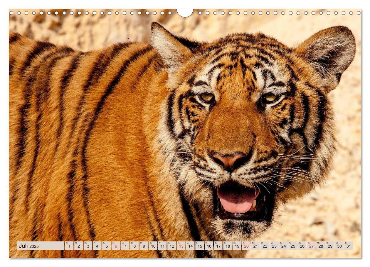 Bild: 9783435738533 | Tiger. Gestreift, wild u. schön (Wandkalender 2025 DIN A3 quer),...