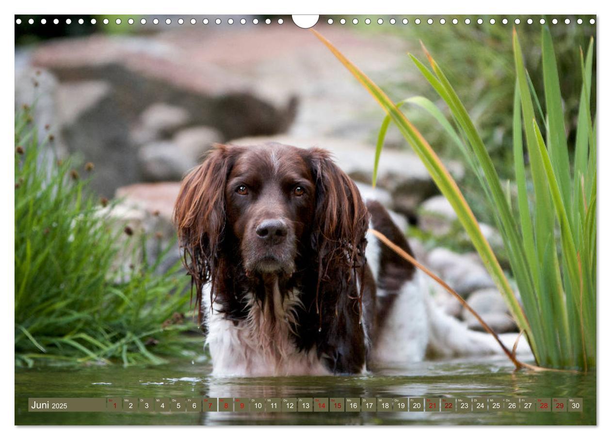 Bild: 9783435268917 | Passion Jagdhund - Kleiner Münsterländer (Wandkalender 2025 DIN A3...