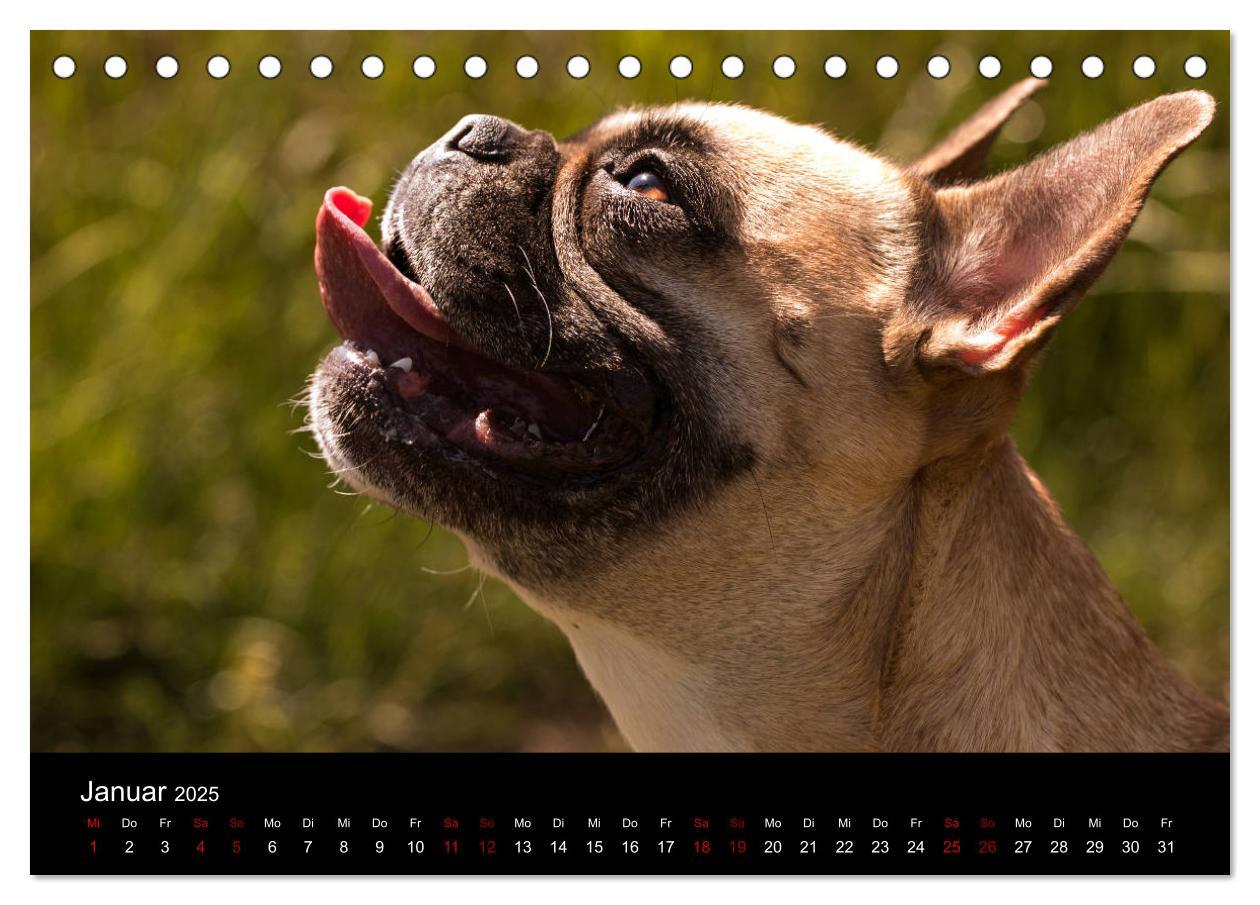 Bild: 9783435370573 | Französische Bulldoggen - Schutzengel auf 4 Pfoten (Tischkalender...