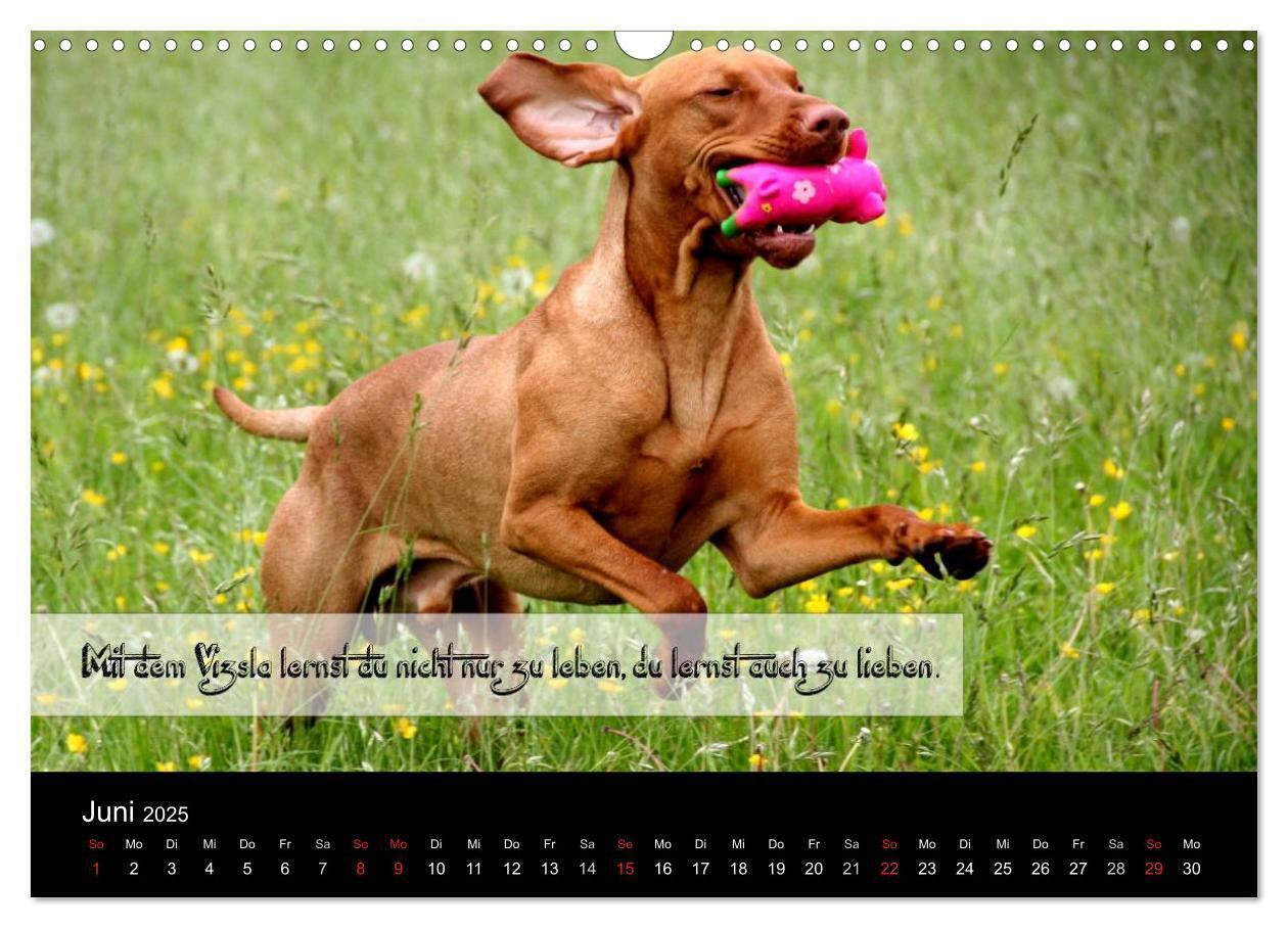 Bild: 9783435518838 | Magyar Vizsla - Zauberhafte Kobolde (Wandkalender 2025 DIN A3...