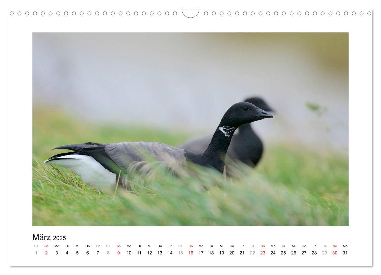 Bild: 9783435636105 | Geschnatter - Enten und Gänse in Deutschland (Wandkalender 2025 DIN...