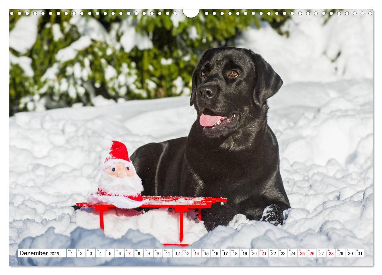 Bild: 9783435312658 | Freund auf 4 Pfoten - Labrador Retriever (Wandkalender 2025 DIN A3...