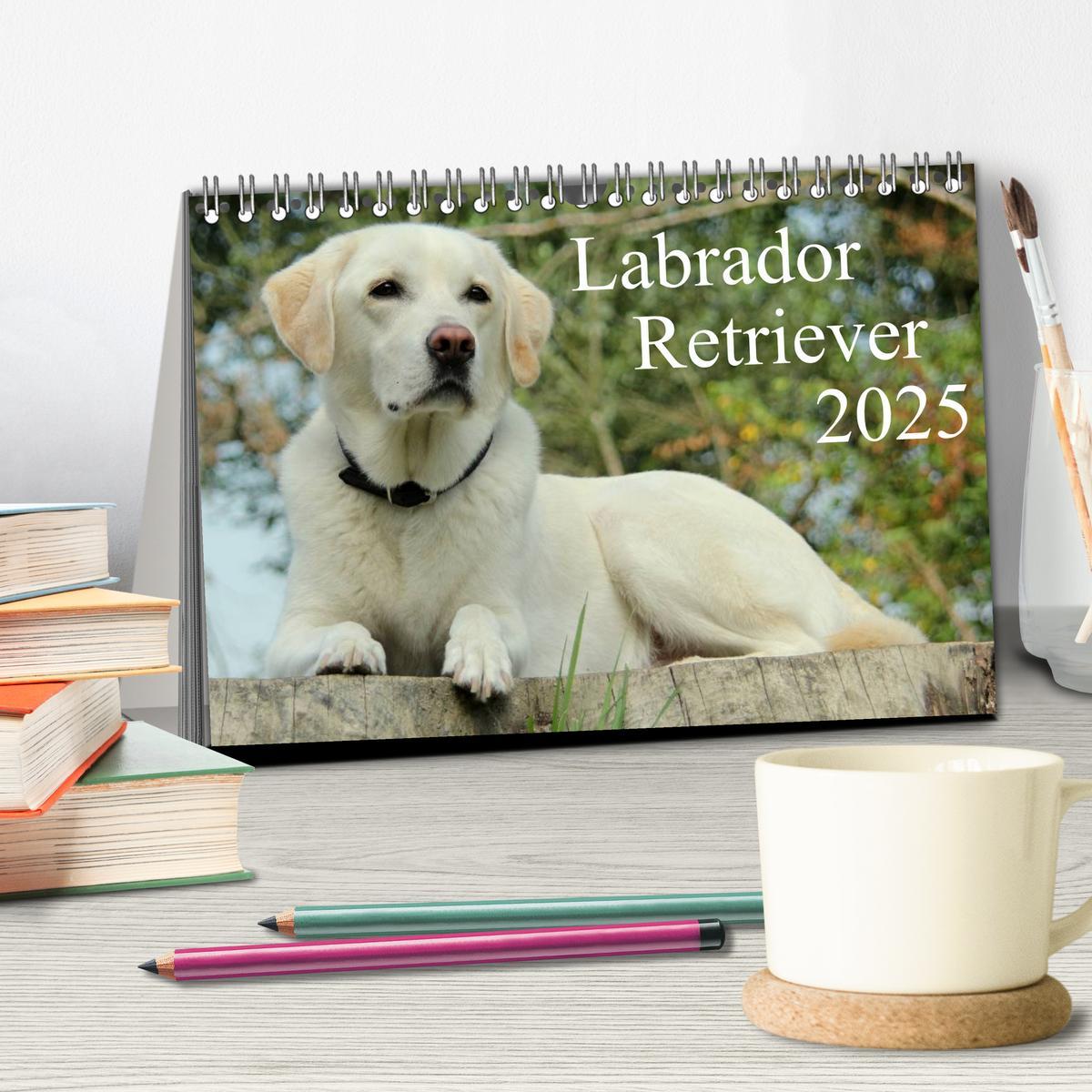 Bild: 9783435754830 | Labrador Retriever 2025 (Tischkalender 2025 DIN A5 quer), CALVENDO...