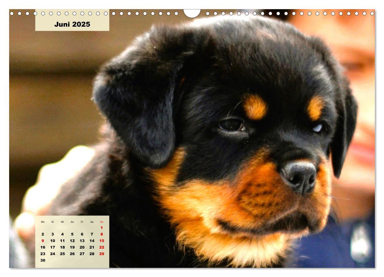 Bild: 9783383948138 | Mein Rottweiler. Nervenstarker Gebrauchs- und Begleithund...