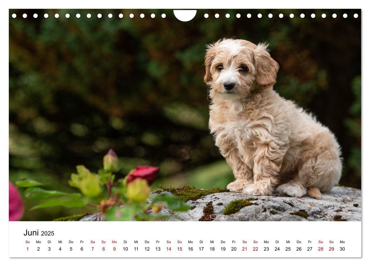 Bild: 9783435038350 | Maltipoo Welpen (Wandkalender 2025 DIN A4 quer), CALVENDO...