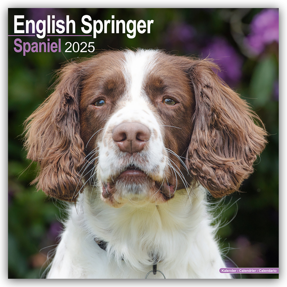 Cover: 9781804603420 | English Springer Spaniels 2025 - 16-Monatskalender | Ltd | Kalender