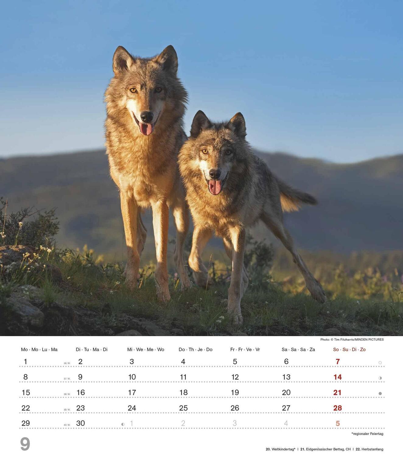 Bild: 4251732342166 | Mythos Wolf 2025 - Foto-Kalender - Wand-Kalender - 30x34 | Wild Wolves