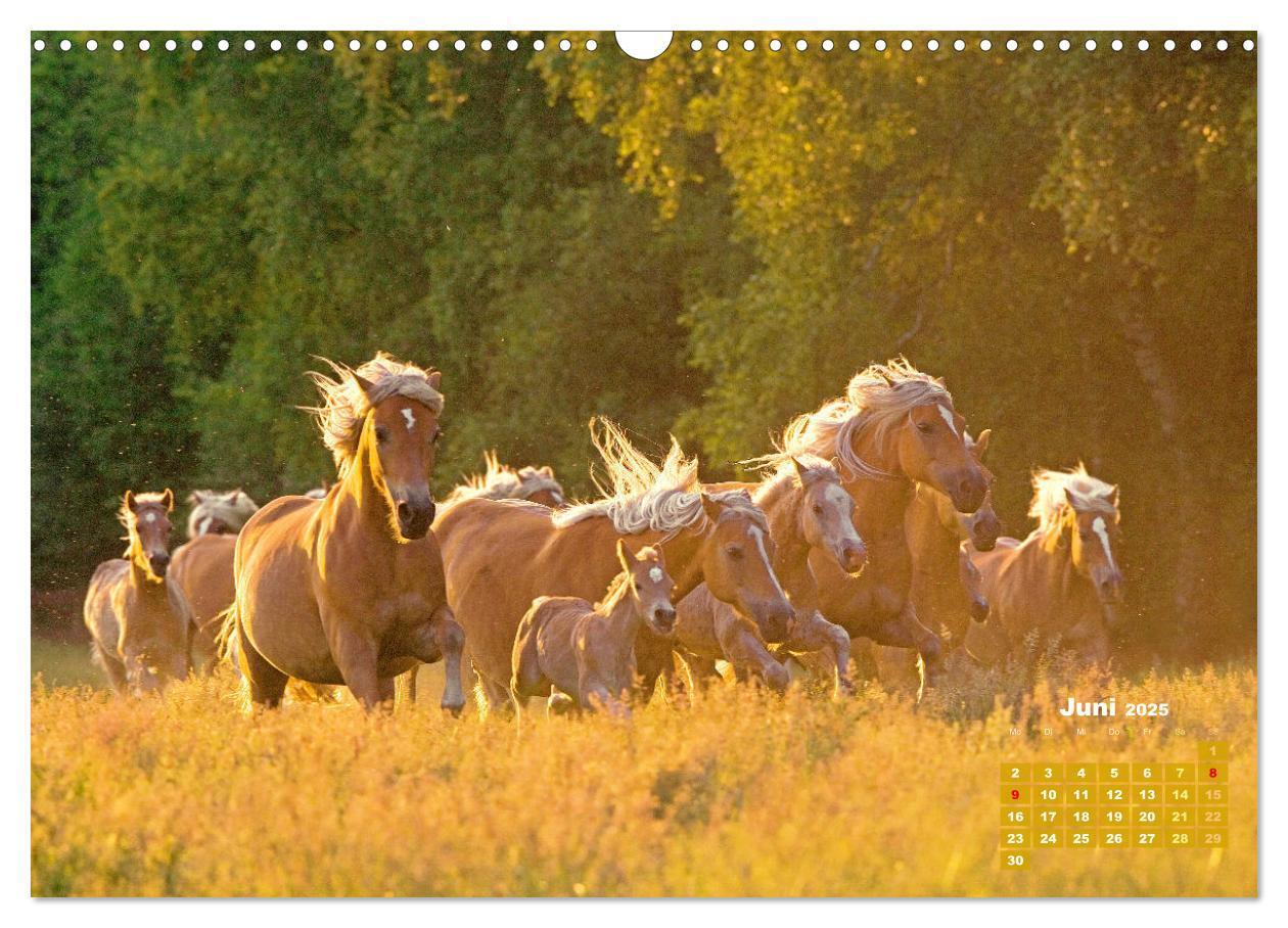 Bild: 9783457184998 | Haflinger: Die blonden Pferde von der Alm (Wandkalender 2025 DIN A3...