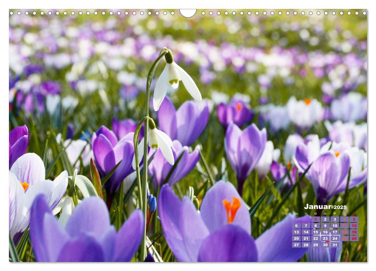 Bild: 9783383989124 | Urlaub im Garten (Wandkalender 2025 DIN A3 quer), CALVENDO...