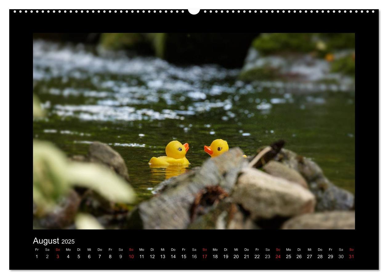 Bild: 9783435691555 | Enten-Rennen (Wandkalender 2025 DIN A2 quer), CALVENDO Monatskalender