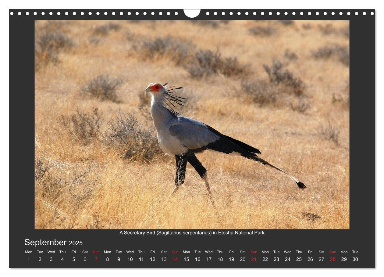 Bild: 9781325964277 | Namibia's Nature (Wall Calendar 2025 DIN A3 landscape), CALVENDO 12...