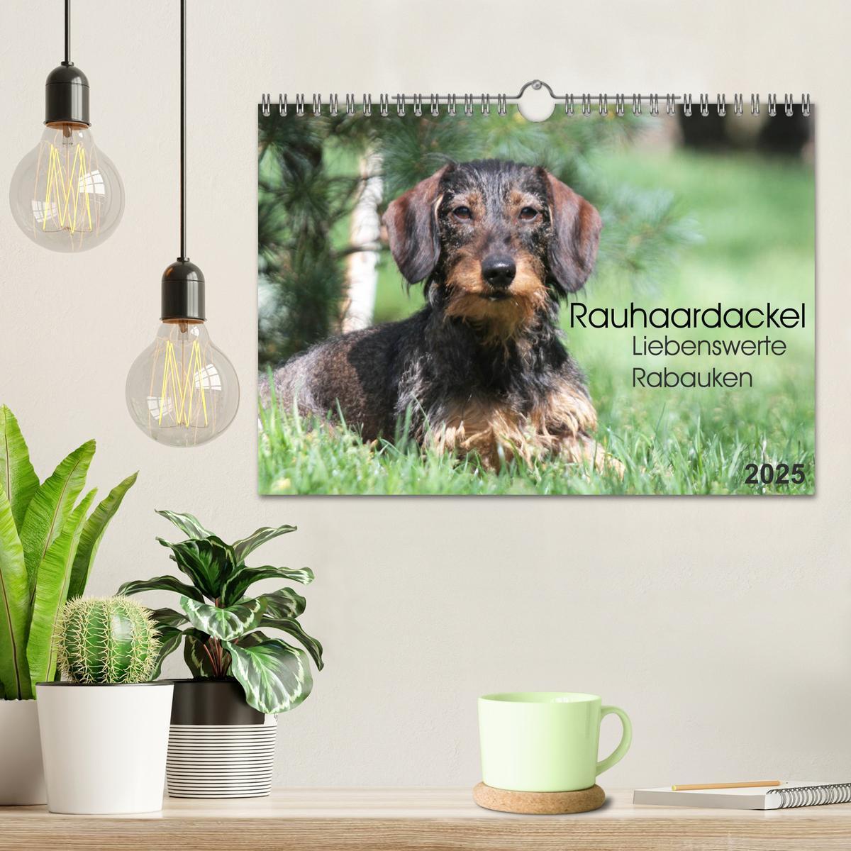 Bild: 9783435787470 | Liebenswerte Rabauken - Rauhaardackel (Wandkalender 2025 DIN A4...