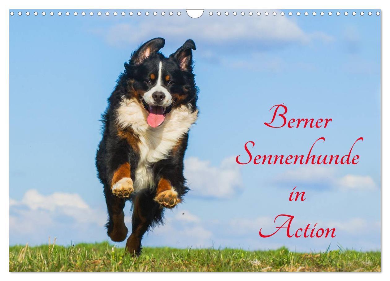 Cover: 9783435578689 | Berner Sennenhunde in Action (Wandkalender 2025 DIN A3 quer),...