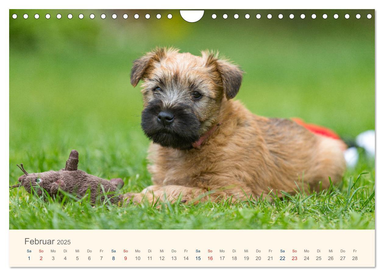 Bild: 9783435047277 | IRISH SOFT COATED WHEATEN TERRIER WELPEN 2025 (Wandkalender 2025...