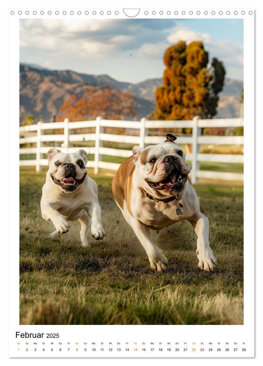 Bild: 9783457175699 | Englische Bulldogge - sanfter Kumpel (Wandkalender 2025 DIN A3...