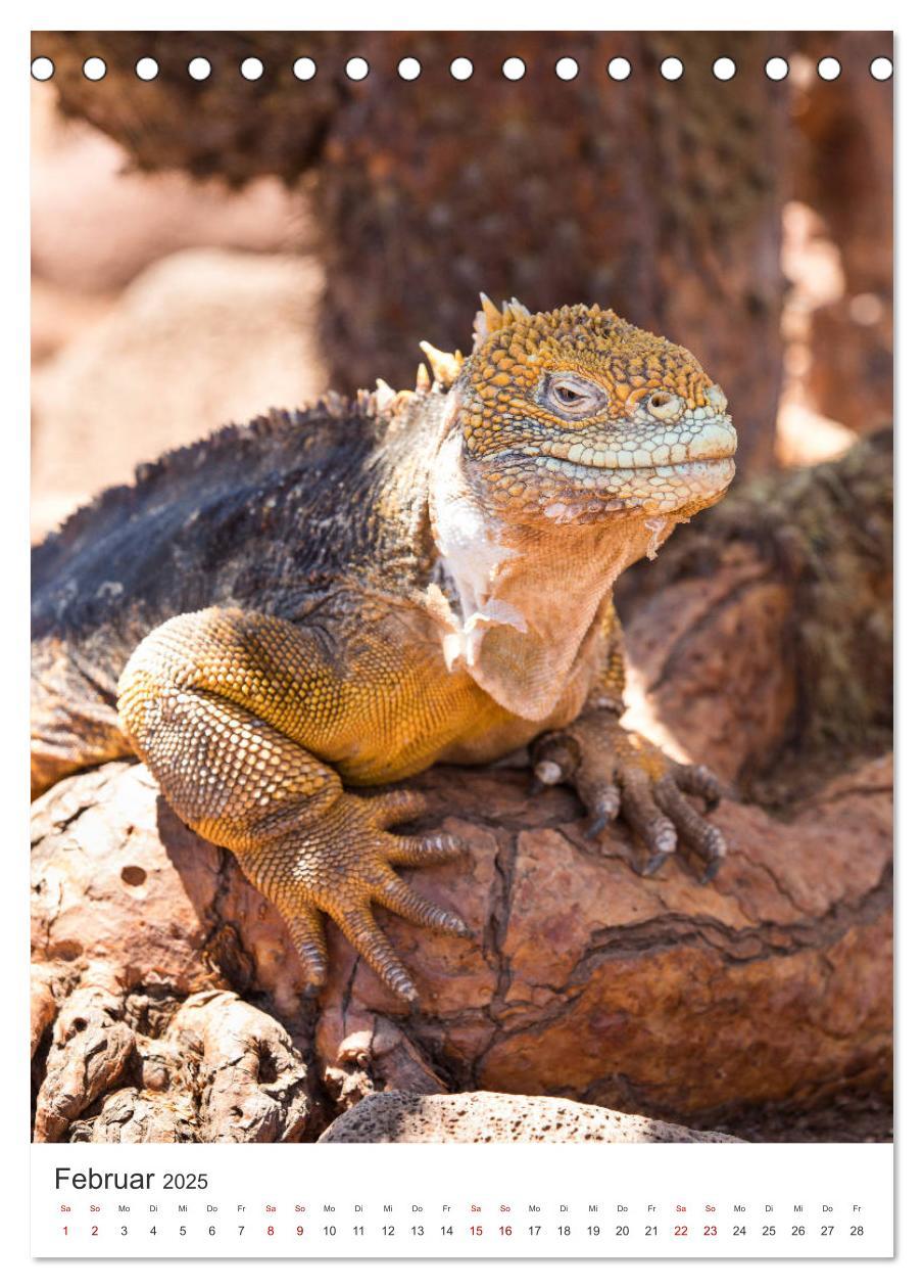 Bild: 9783435977918 | Galapagos - Atemberaubende Tierwelt (Tischkalender 2025 DIN A5...